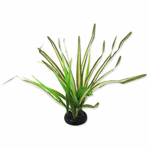 Rastlina REPTI PLANET tráva Spartina 30 cm 1 ks