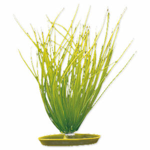 Rastlina MARINA Hairgrass 20 cm 1 ks