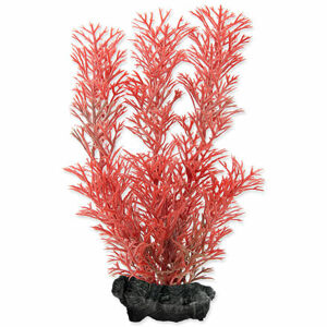 Rastlina TETRA Foxtail Red S 1 ks