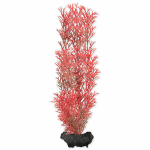 Rastlina TETRA Foxtail Red M 1 ks