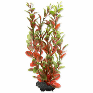 Rastlina TETRA Red Ludwigia M 1 ks