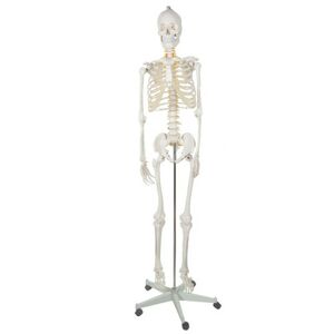 Anatomický model kostry 1:1 170 cm Malatec 22583