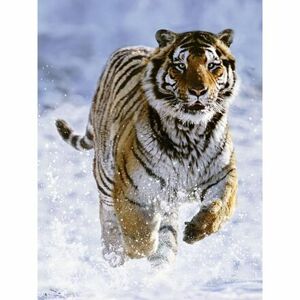 Puzzle - Tiger na snehu